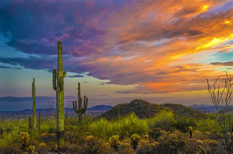 Saguaro Sunset Photograph By William Lax Fine Art America