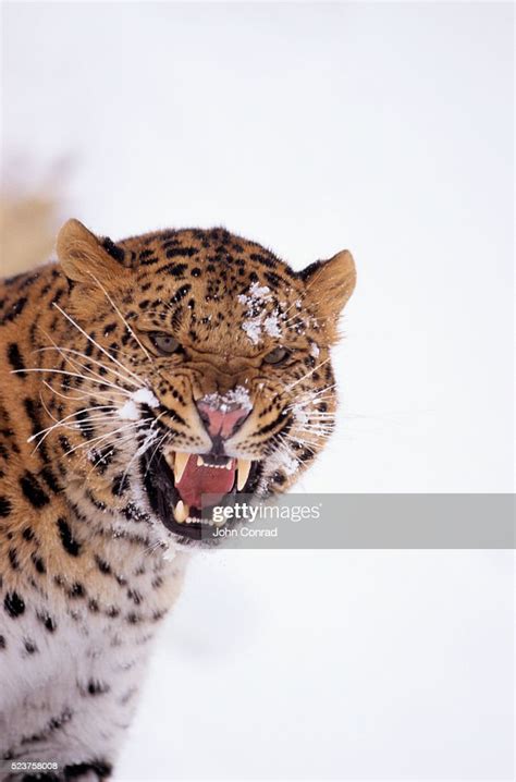 Snarling Amur Leopard High Res Stock Photo Getty Images