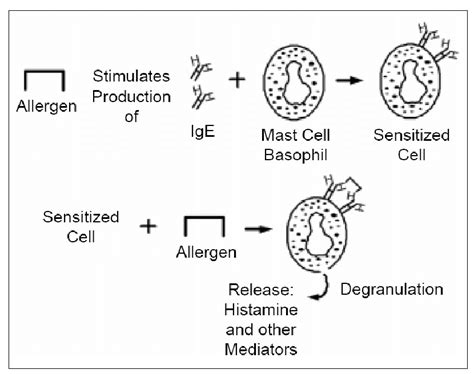2 Mechanism Of Ige Mediated Allergic Reaction Taken From Taylor Et Al