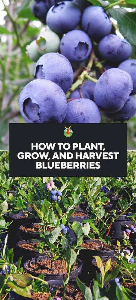 Growing Blueberries Best Varieties Planting Guide Care Problems