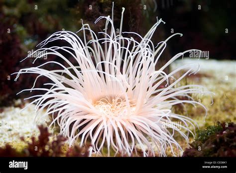 Sea Anemone Predatory Sea Animal Looks Like A Flower Stock Photo Alamy
