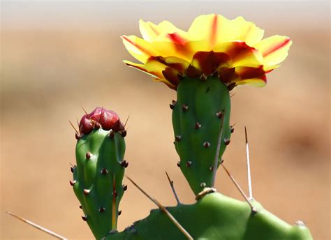 Alternate ways to obtain cactus spines include looting nature impling jars which can be obtained through the hunter skill, or by killing the kalphite queen or scorpia. Opuntia phaeacantha - Wikipedia