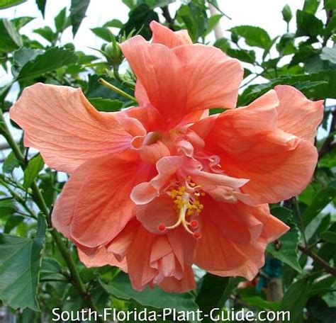 The flowering trees that bloom in summer are some of our most brilliant and beautiful. Hibiscus