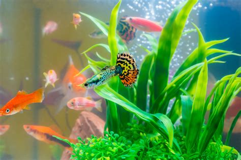 Mini Aquariums The Pros And Cons Of Small Fish Tanks