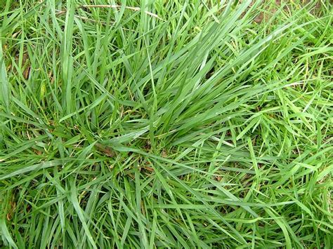 Festuca Arundinacea Tall Fescue Grass Images