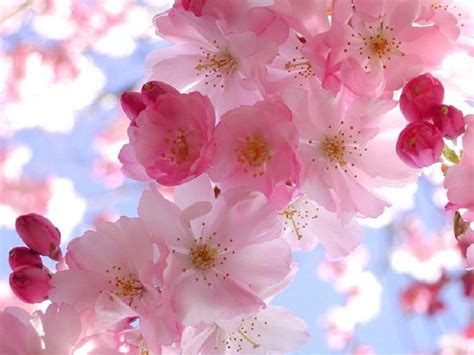 Spring Wallpapers Top Free Spring Backgrounds Wallpaperaccess