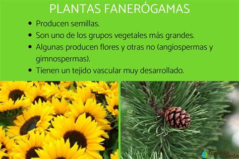 Plantas FanerÓgamas Qué Son Características Y Ejemplos Resumen