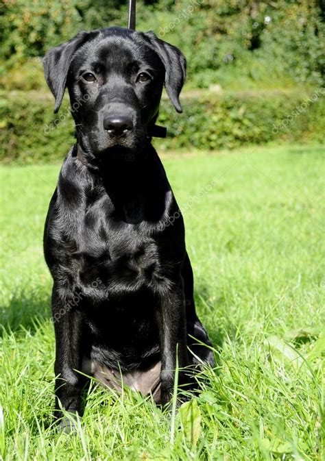 Joven Perro Labrador Negro Fotografía De Stock © Philkinsey 126136286