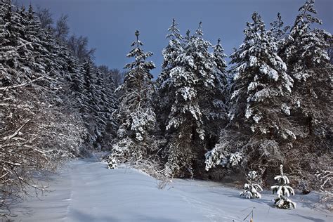 Filewv Mountain Trail Winter Snow Trees West Virginia Forestwander