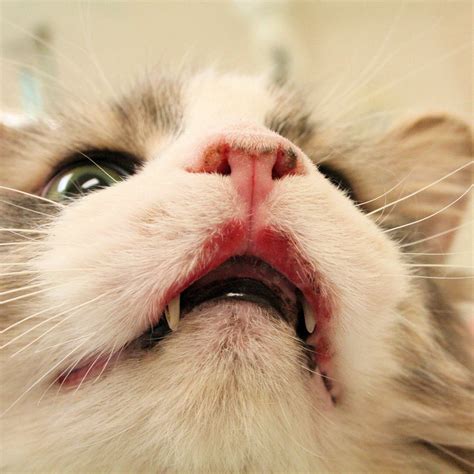 Treating Rodent Ulcers In Cats Cat Meme Stock Pictures And Photos