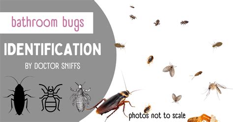 Bathroom Bugs Identification 15 Bugs Youll See In A Bathroom