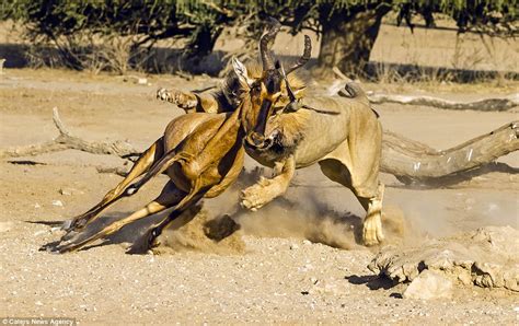 Kgalagadi Transfrontier Park Photographer Captures Moment Lion Takes