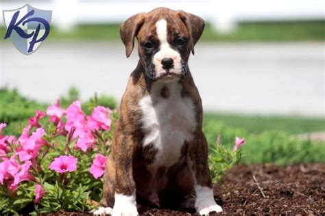 Rock mountain shine kennel presents top quality boxer male pup for sale in amritsar. Puppy Finder: Find & Buy a Dog today by using our ...