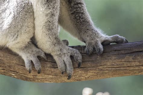 Close Up Of Koala Paws Stock Photo Image Of Paws Leaves 258438040