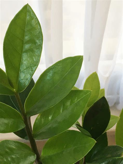 How To Care For Variegated Zz Plant Variegated Zz Plant