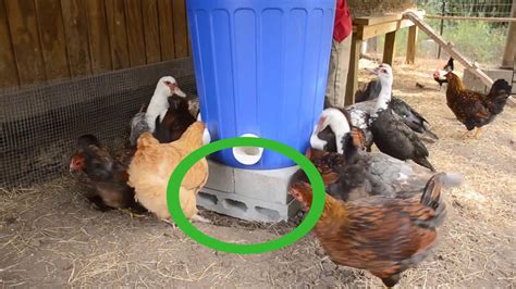 Cooking chicken adobo is quick and simple. How to Make an Automatic Chicken Feeder: 13 Steps (with ...