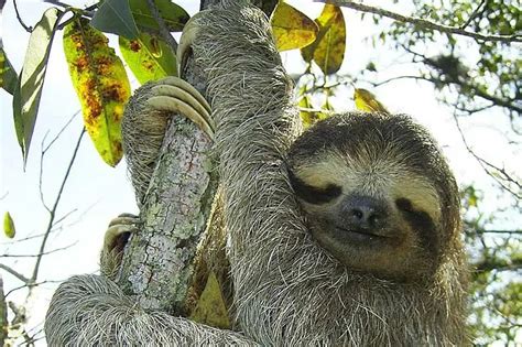 12 Examples Of The Laziest Animals In The World Wildlife Informer