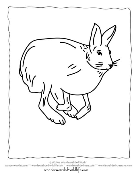 15 luxury tortoise and the hare coloring page. Arctic Hare Coloring Page at GetColorings.com | Free ...