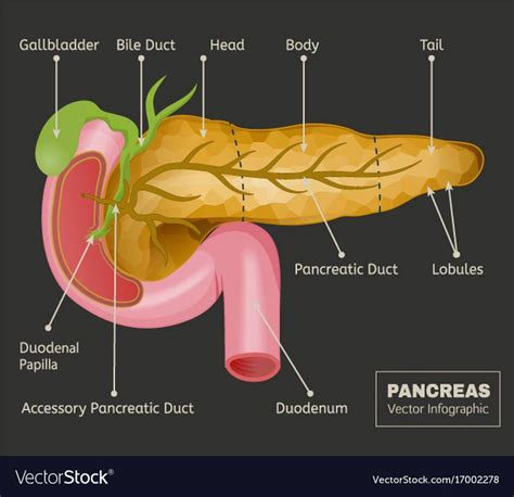 Diagram Of The Human Body Organs Including The Stomach Bile Duct And