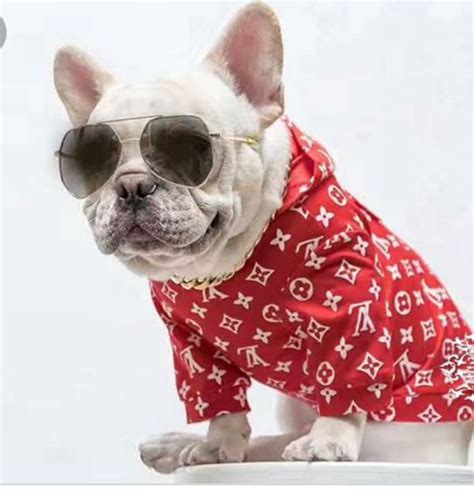 Lv Louis Vuitton Supreme Dog Hoodie For Sale In Fl Us Offerup
