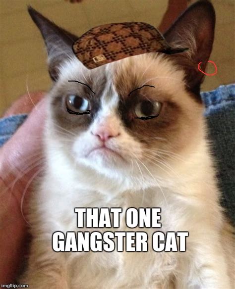 Gangster Cat Meme