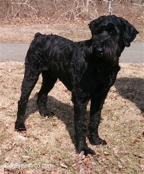 giant schnauzer history personality appearance health  pictures