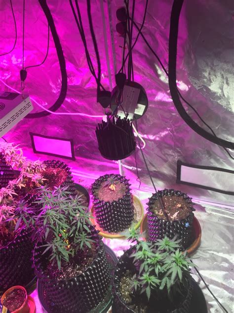 The cob led grow lights pose to be a great alternative to the conventional hid, smd or other modern led grow thus to guide you through the process of choosing the best cob led grow light for your hydroponic garden set up, we will be providing you with a buying guide followed by the. Cree DIY COB LED? Why do people use white lights? - Page 7
