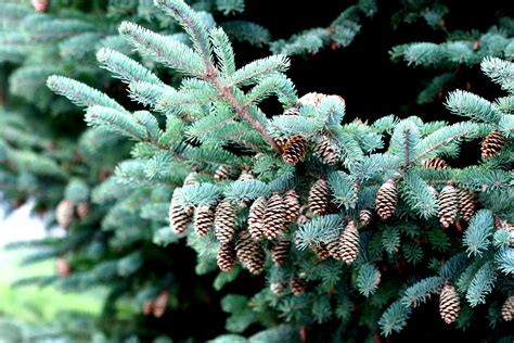 Affordable and search from millions of royalty free images, photos and vectors. Coloring Page: Common Ohio Trees | White Spruce - Great ...