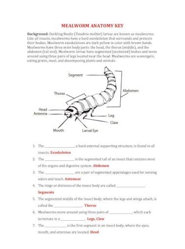 Mealworm Anatomy Kopler Mambu