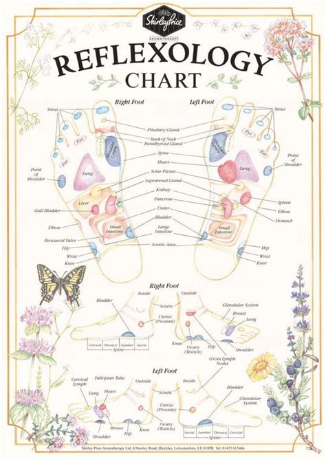 Reflexology Chart For Back Pain