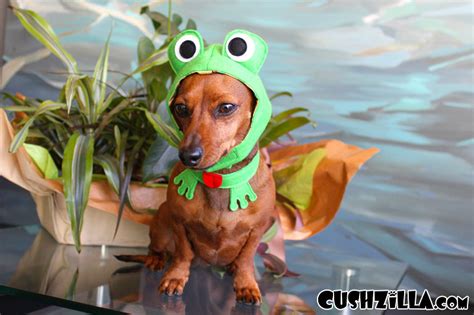 Frog Costume For Cats And Dogs From Cushzilla
