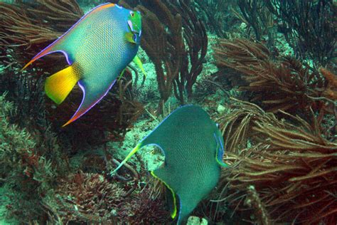 Img5479ba Blue Angelfish Holacanthus Bermudensis Queen Flickr