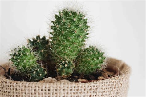 Indoor Cactus Plants Plant Care And Growing Guide