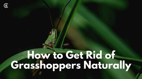 Get Rid Of Grasshoppers Naturally Lawn And Garden Garden Kits