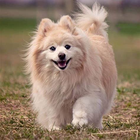 Golden Poms The Golden Retriever Pomeranian Mix Doggie Hq