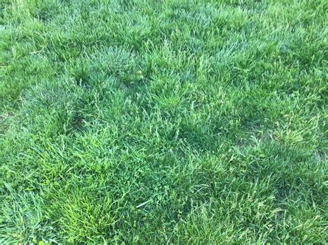 Help Identifying Grass Or Weed Rlawncare