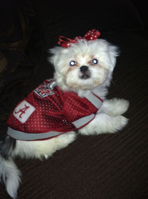 Animals lost & found of houston county alabama, dothan, alabama. Only the cutest Alabama fan there ever was | Alabama fans ...