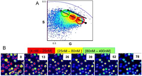 Phasor Representation Of Flim Data A And The Corresponding Intensity