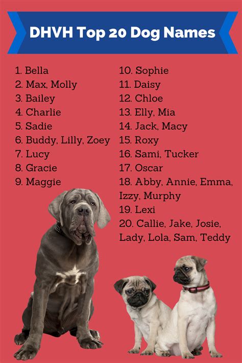 63 Unique Bulldog Names Male Pic Bleumoonproductions