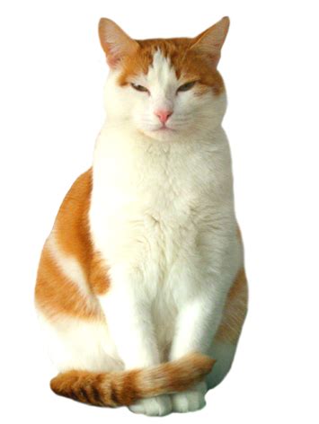 Snowshoe cat thai cat aegean cat american wirehair siamese cat png. Cat Clip Art, Cat Sketches, Cat Drawings & Graphics
