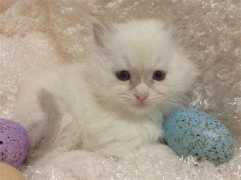 They are not overly demanding or hyper but they do enjoy attention and affection from their companions. Current Ragdoll Kittens For Sale | Washington State ...
