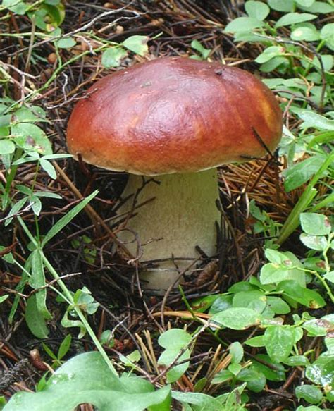 The smell of spring is back. Habitat Home: Colorado Mushrooms