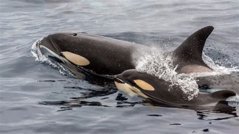 Orcas Facts About Killer Whales Voice Of World