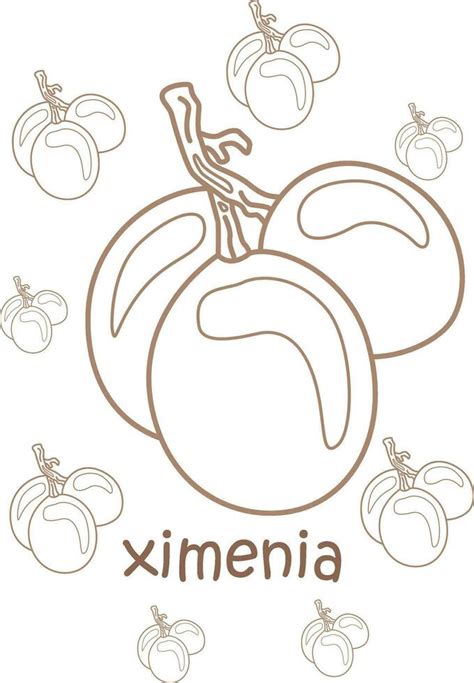 Alphabet X For Ximenia Vocabulary School Lesson Cartoon Coloring Pages