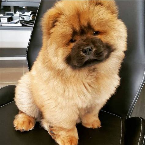 Chow Chow With Images Chow Chow Dogs Fluffy Dogs Chow Chow Puppy