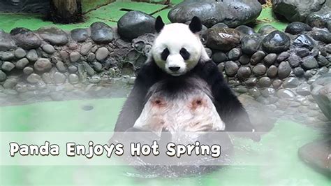 Panda Enjoys Hot Spring Ipanda Youtube