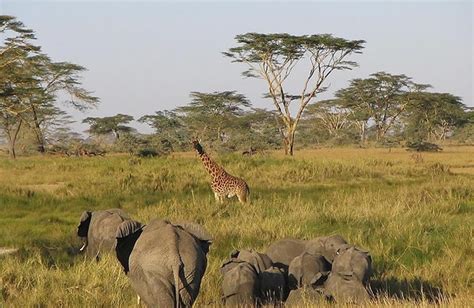 12 Days Kenya And Tanzania Safaris