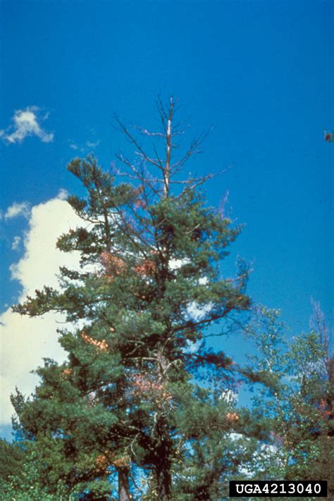White Pine Blister Rust Cronartium Ribicola