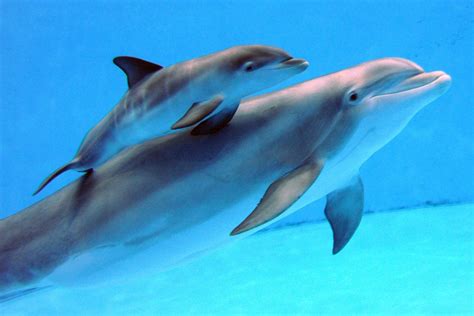 Familia De Delfines Imágenes Y Fotos