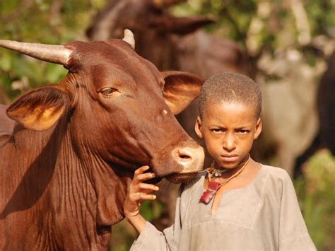 Who Are The Fulani Herdsmen A Nigerian Conflict Explainer